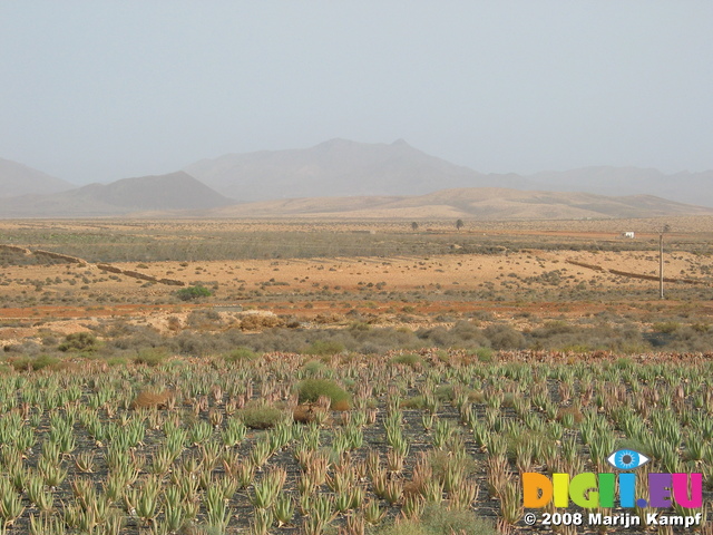 27951 Aloe Vera field